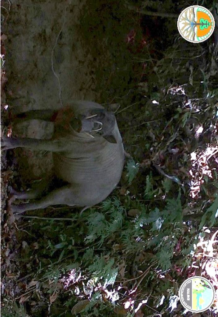 Dikira Tinggal Mitos, Balai KSDA Buktikan Keberadaan Jenis Babirusa Maluku