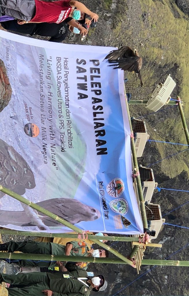 BKSDA Sulut Lepasliarkan 4 Ekor Elang Paria dan 2 Ular Sanca Kembang di CAL