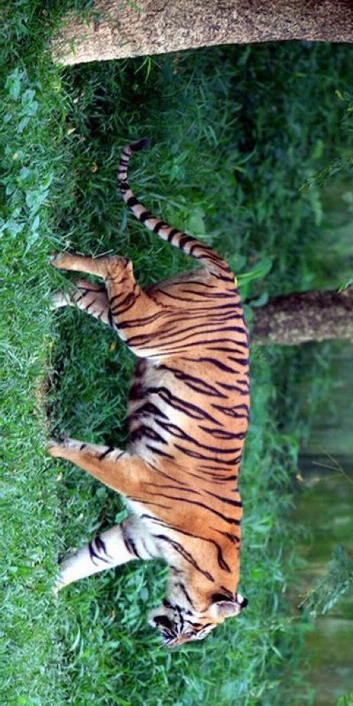 Harimau Sumatera Mangsa Ternak Warga Langkat