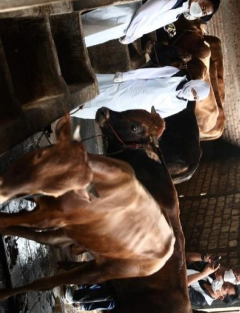 PAN Langkat Minta Dinas Pertanian dan Ketahanan Pangan Awasi Qurban