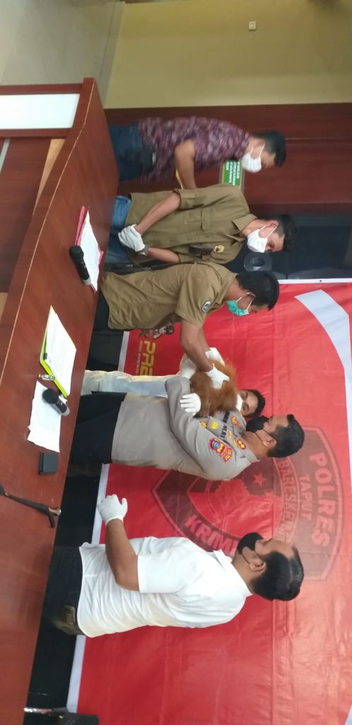Polres Taput Serahkan  Orang Utan Tapanuli