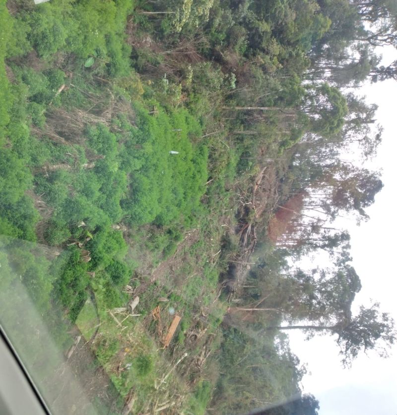 Kawasan Hutan Perbatasan  Kabupaten Karo dan Langkat Mulai Digunduli