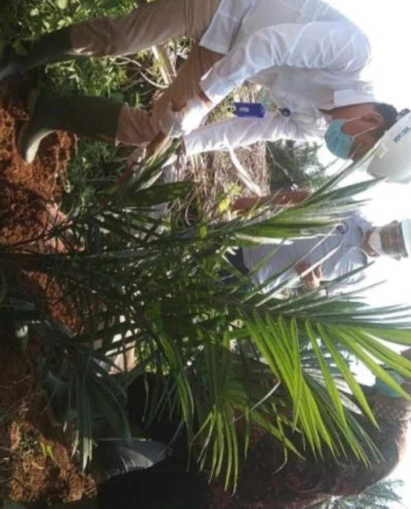 Pemda Mesti Kawal Harga TBS Kelapa Sawit Biar Program PSR Tak Percuma